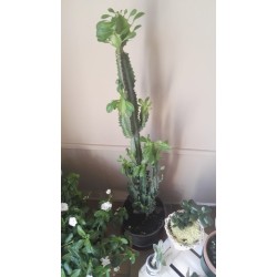 Pianta Grassa Cactus...