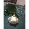 Rosa Fresca Singola con verde e confezione.